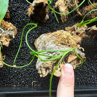 Holcoglossum Lingulatum Orchid Cork Mounted