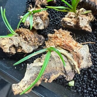 Vanda curvifolia Orchid mounted on cork