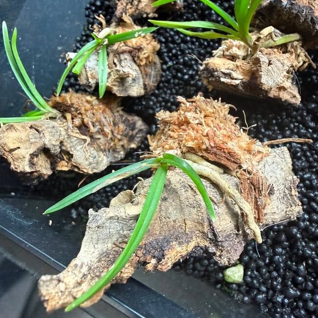 Vanda curvifolia Orchid mounted on cork