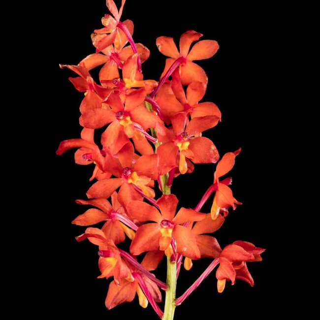 Vanda curvifolia Orchid mounted on cork