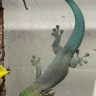 Standing Day Gecko Pair 1.1, CB Phelsuma standingi