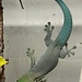 Standing Day Gecko Pair 1.1, CB Phelsuma standingi