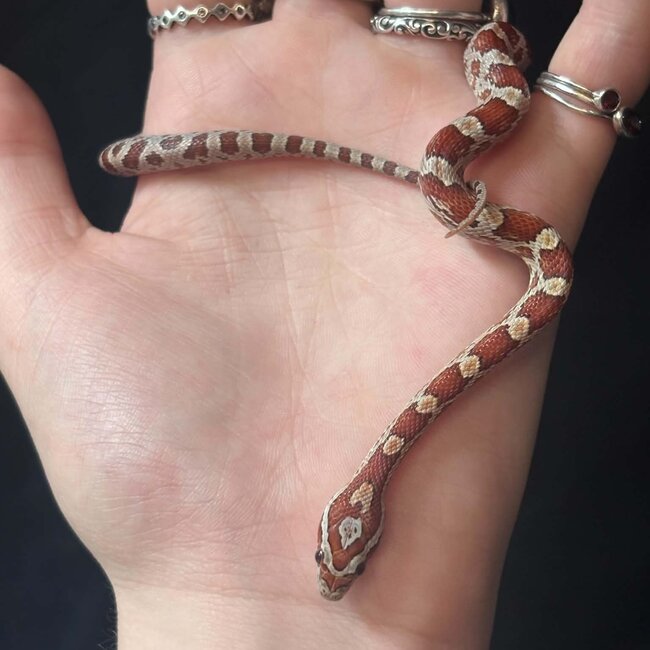 Normal Corn Snake het Sunkiss Amel 2026