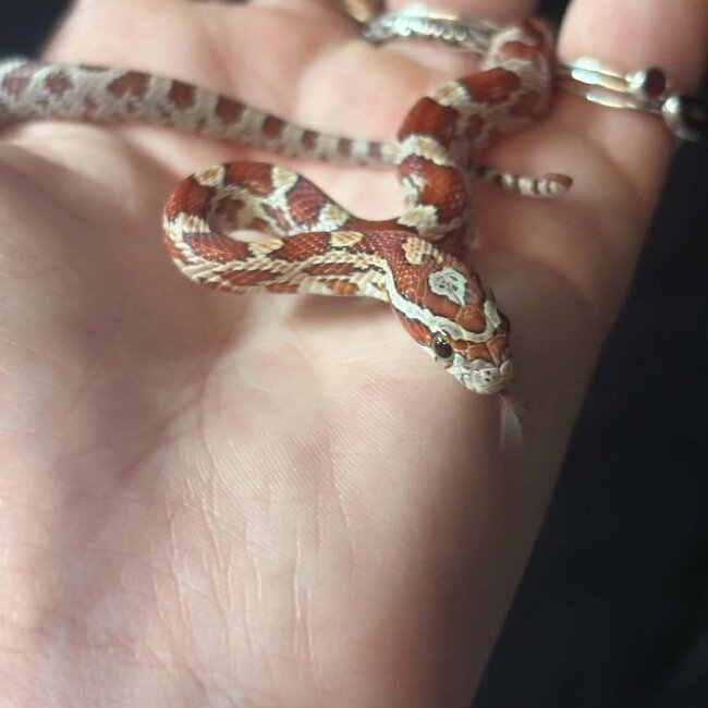 Normal Corn Snake het Sunkiss Amel 2026