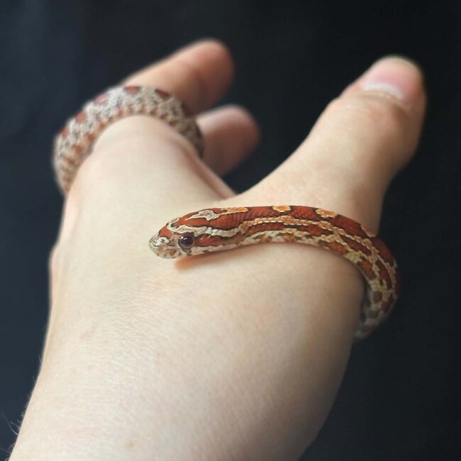 Normal Corn Snake het Sunkiss Amel 2026