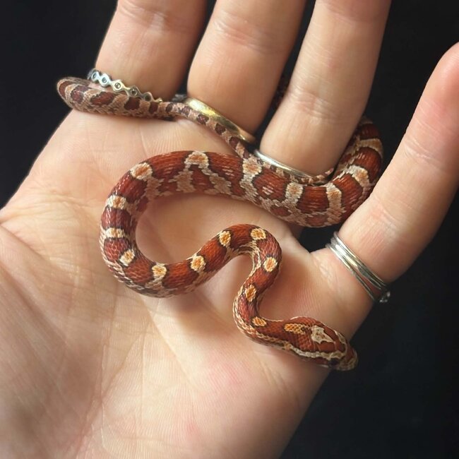 Normal Corn Snake het Sunkiss Amel 2026