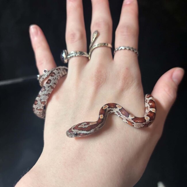 Normal Corn Snake het Sunkiss Amel 2026