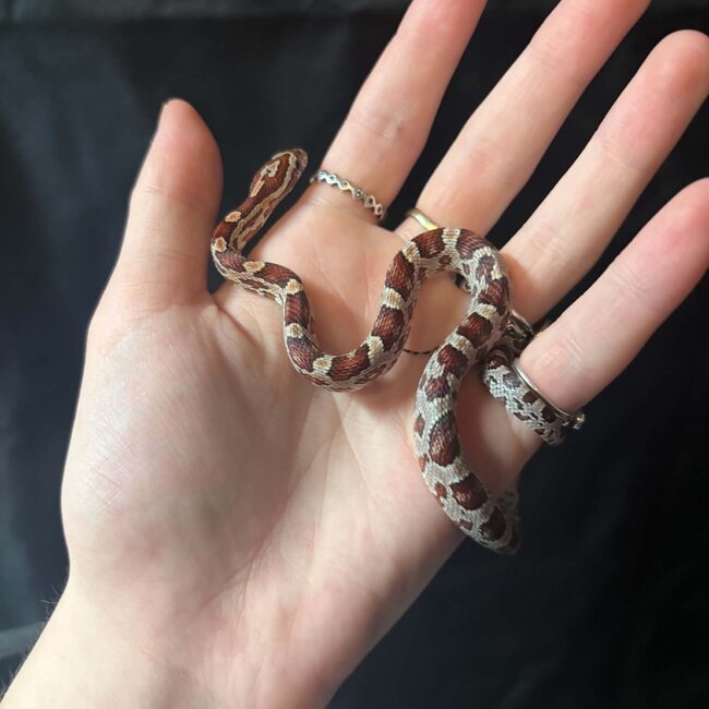 Normal Corn Snake het Sunkiss Amel 2026