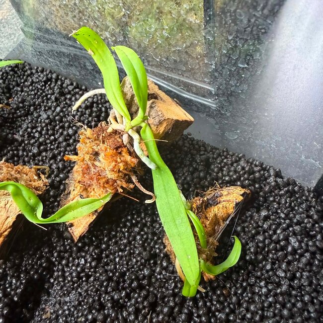 Diploprora trucata Orchid mounted on cork
