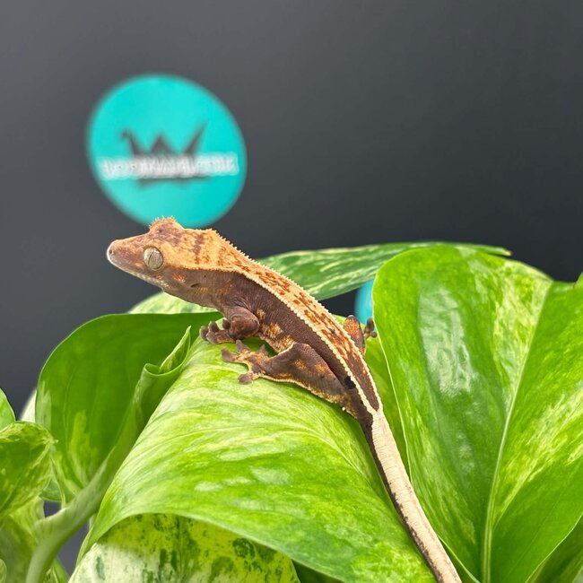 Crested Gecko 'AC6'