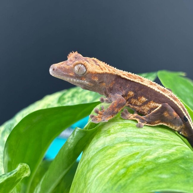 Crested Gecko 'AC6'