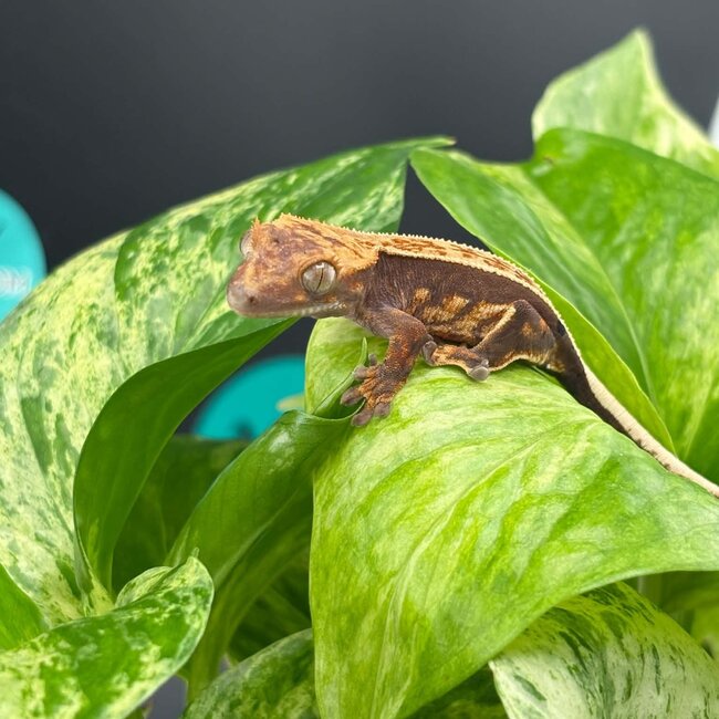 Crested Gecko 'AC6'