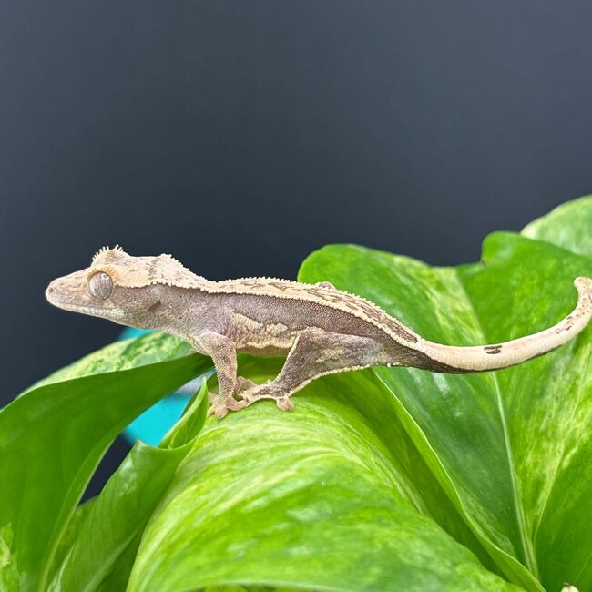 Crested Gecko 'AC5'