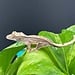 Crested Gecko 'AC5'