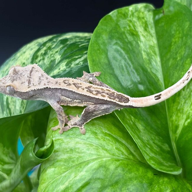 Crested Gecko 'AC5'