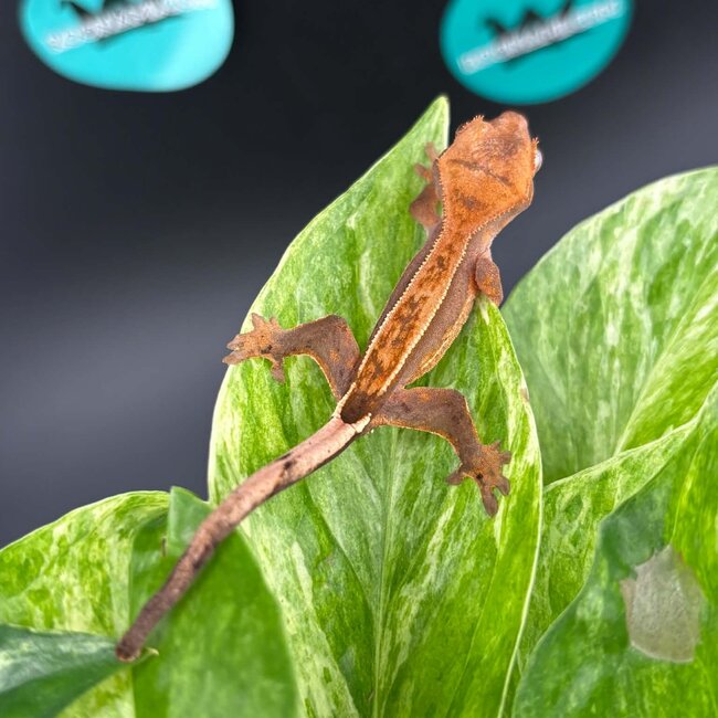 Crested Gecko 'AC4'