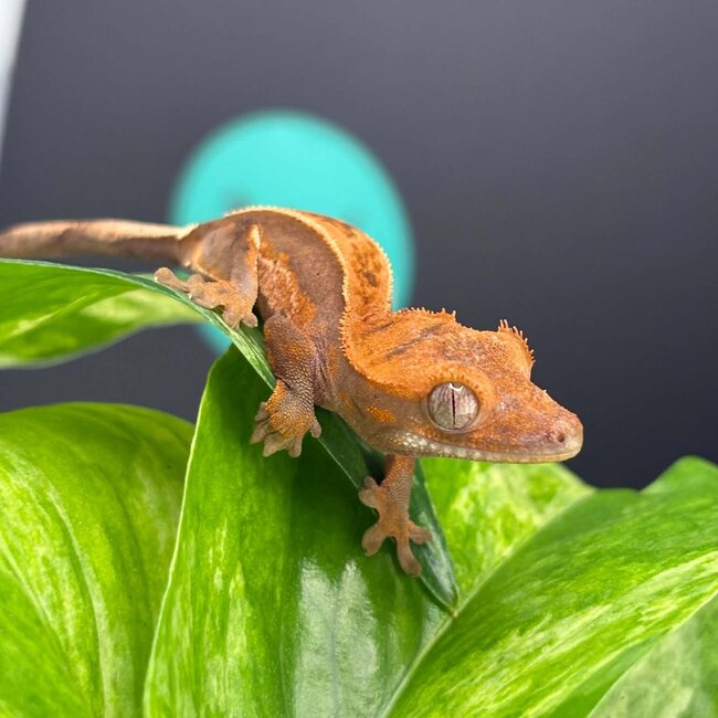 Crested Gecko 'AC4'
