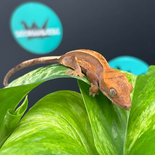 Crested Gecko 'AC4'