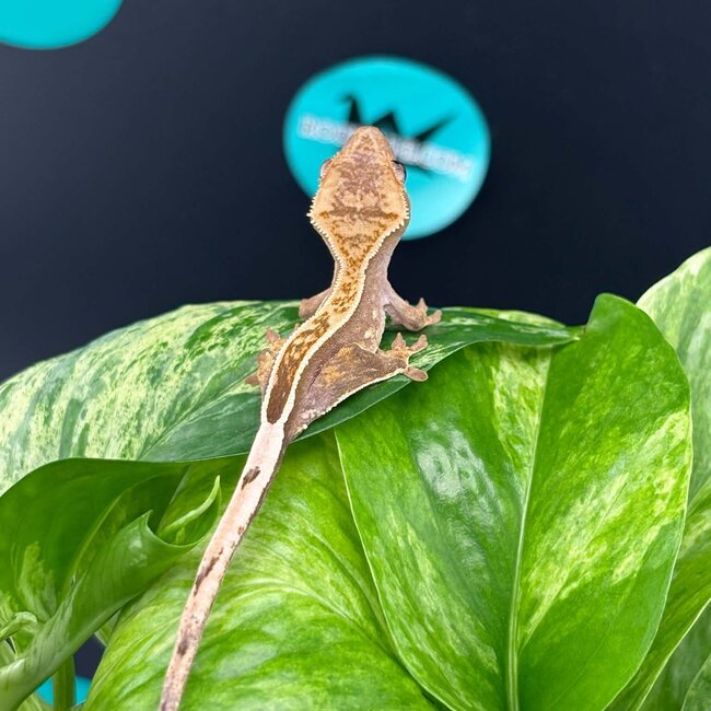 Crested Gecko 'AC3'