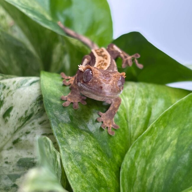 Crested Gecko 'AC3'