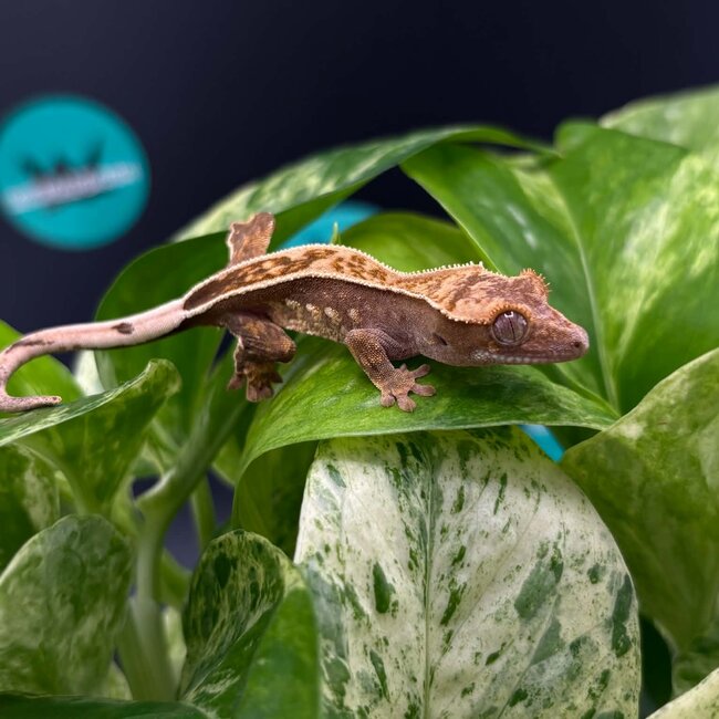 Crested Gecko 'AC3'
