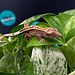 Crested Gecko 'AC3'