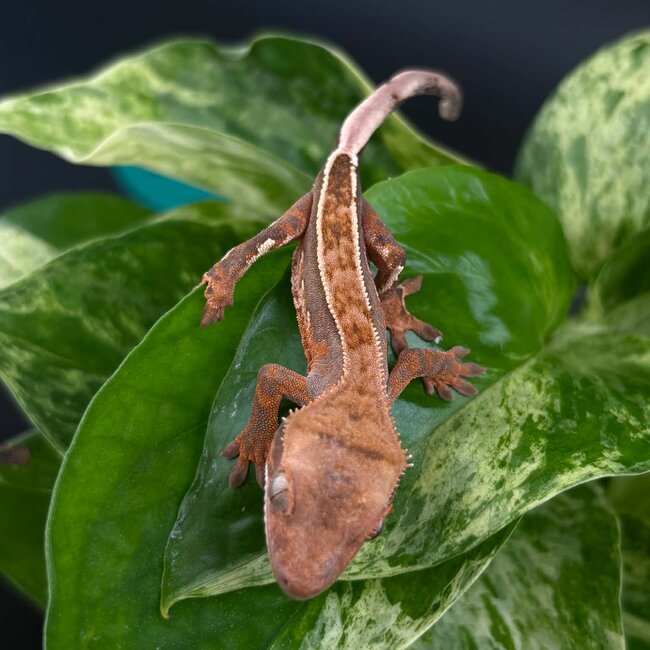 Crested Gecko 'AC2'