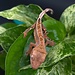 Crested Gecko 'AC2'