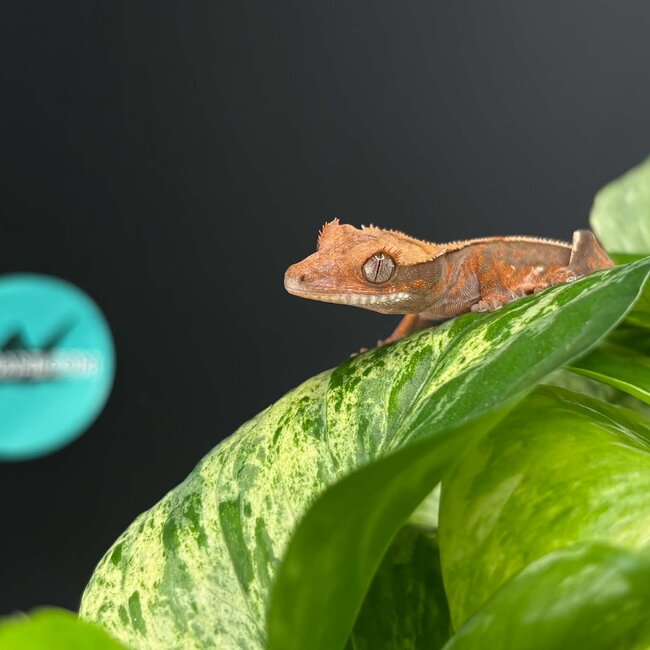 Crested Gecko 'AC2'