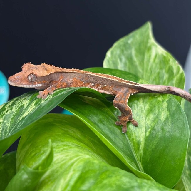 Crested Gecko 'AC2'