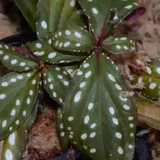 Soneralia sp. "Nightsky"