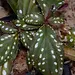 Soneralia sp. "Nightsky"