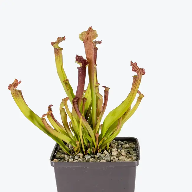 Sarracenia x 'farnhamii', hardy pitcher plant 3.5"
