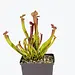 Sarracenia x 'farnhamii', hardy pitcher plant 3.5"