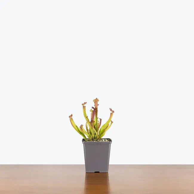 Sarracenia x 'farnhamii', hardy pitcher plant 3.5"