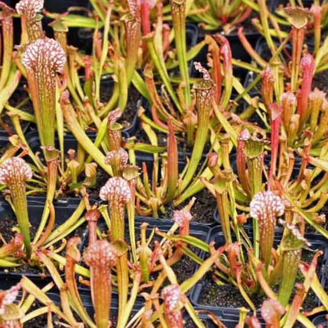 Sarracenia x 'farnhamii', hardy pitcher plant 3.5"