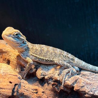 Normal Bearded Dragon 2026