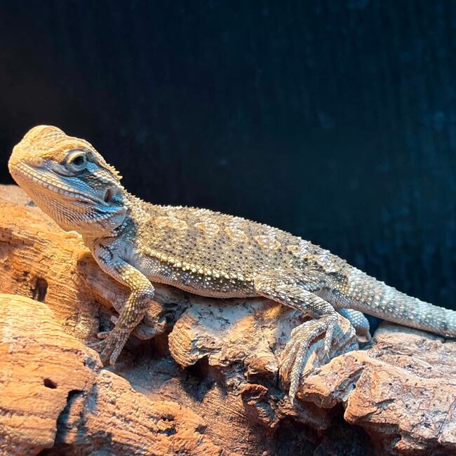 Normal Bearded Dragon 2026