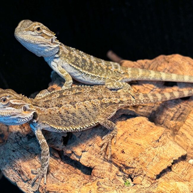 Normal Bearded Dragon 2026