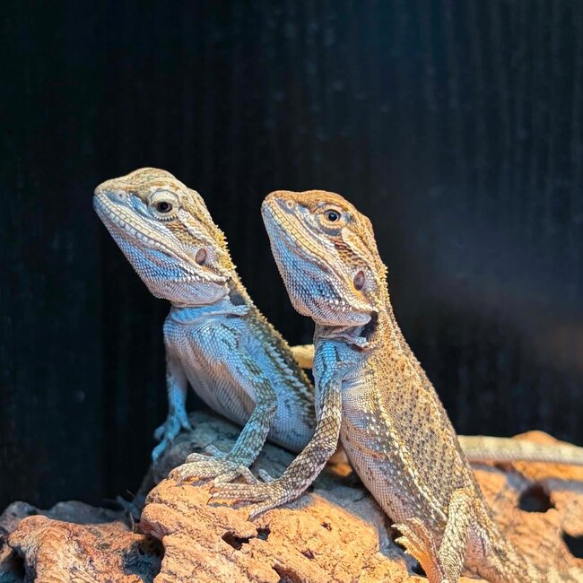 Normal Bearded Dragon 2026