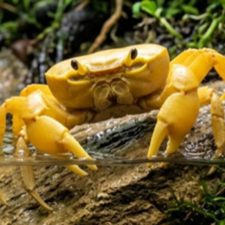 Banana Crab Large (Geosesarma sp.)