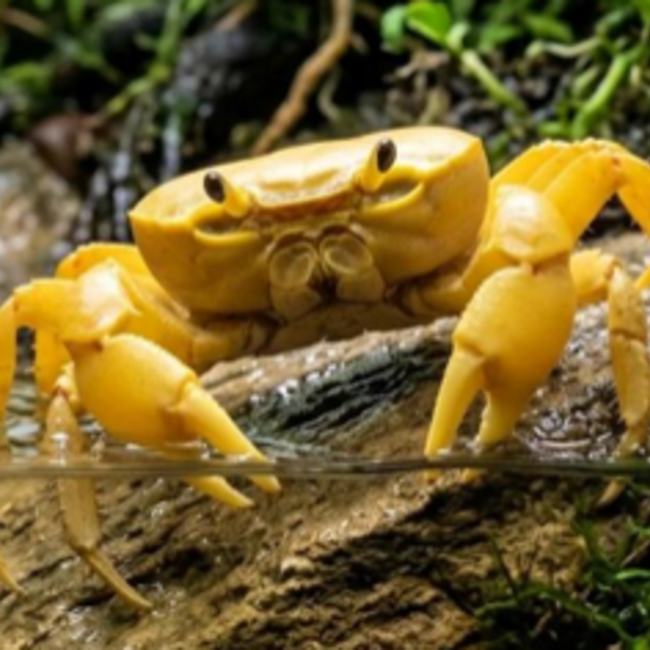 Banana Crab Large (Geosesarma sp.)