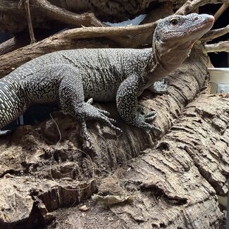 Mangrove Monitor 'Mordecai' SP, Varanus indicus