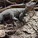 Mangrove Monitor 'Mordecai' SP, Varanus indicus