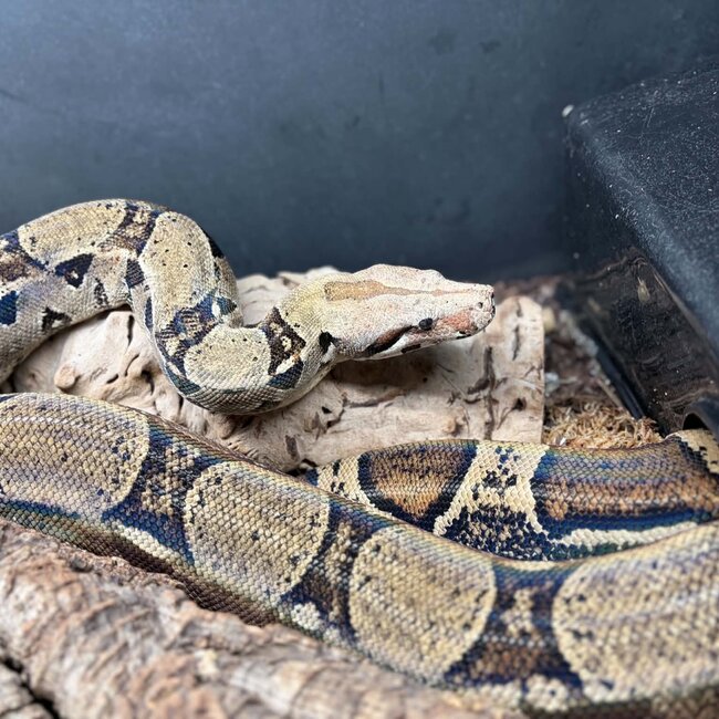 Boa Constrictor constrictor Male 'Thunderdel' SP
