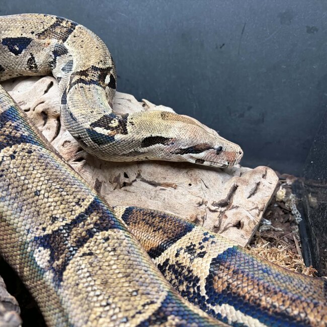 Boa Constrictor constrictor Male 'Thunderdel' SP