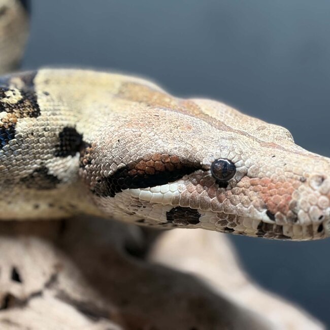 Boa Constrictor constrictor Male 'Thunderdel' SP