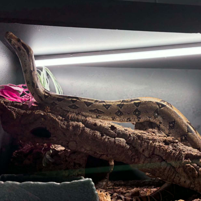Boa Constrictor constrictor Male 'Thunderdel' SP