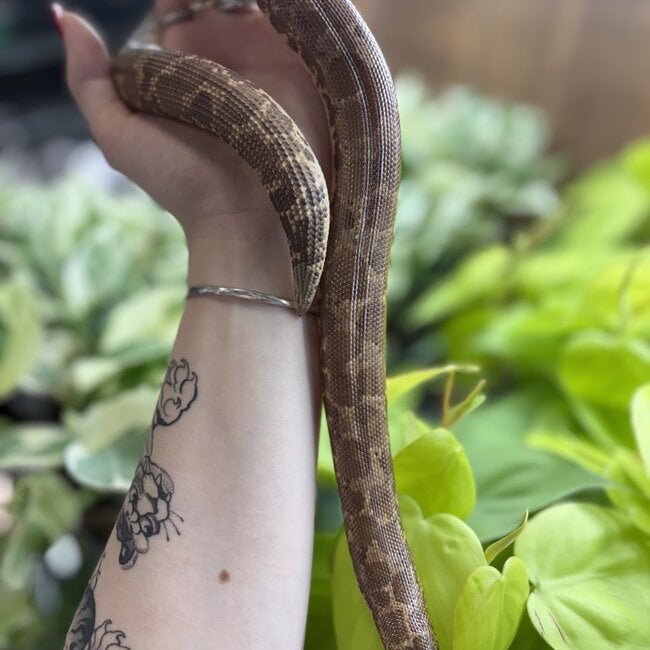 Sand Boa Normal het Paradox Albino 'a1'