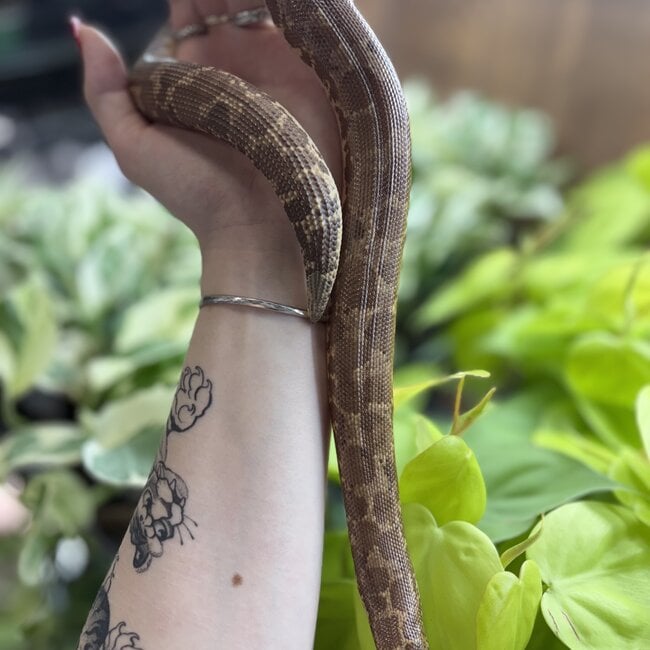 Sand Boa Normal het Paradox Albino 'a1'